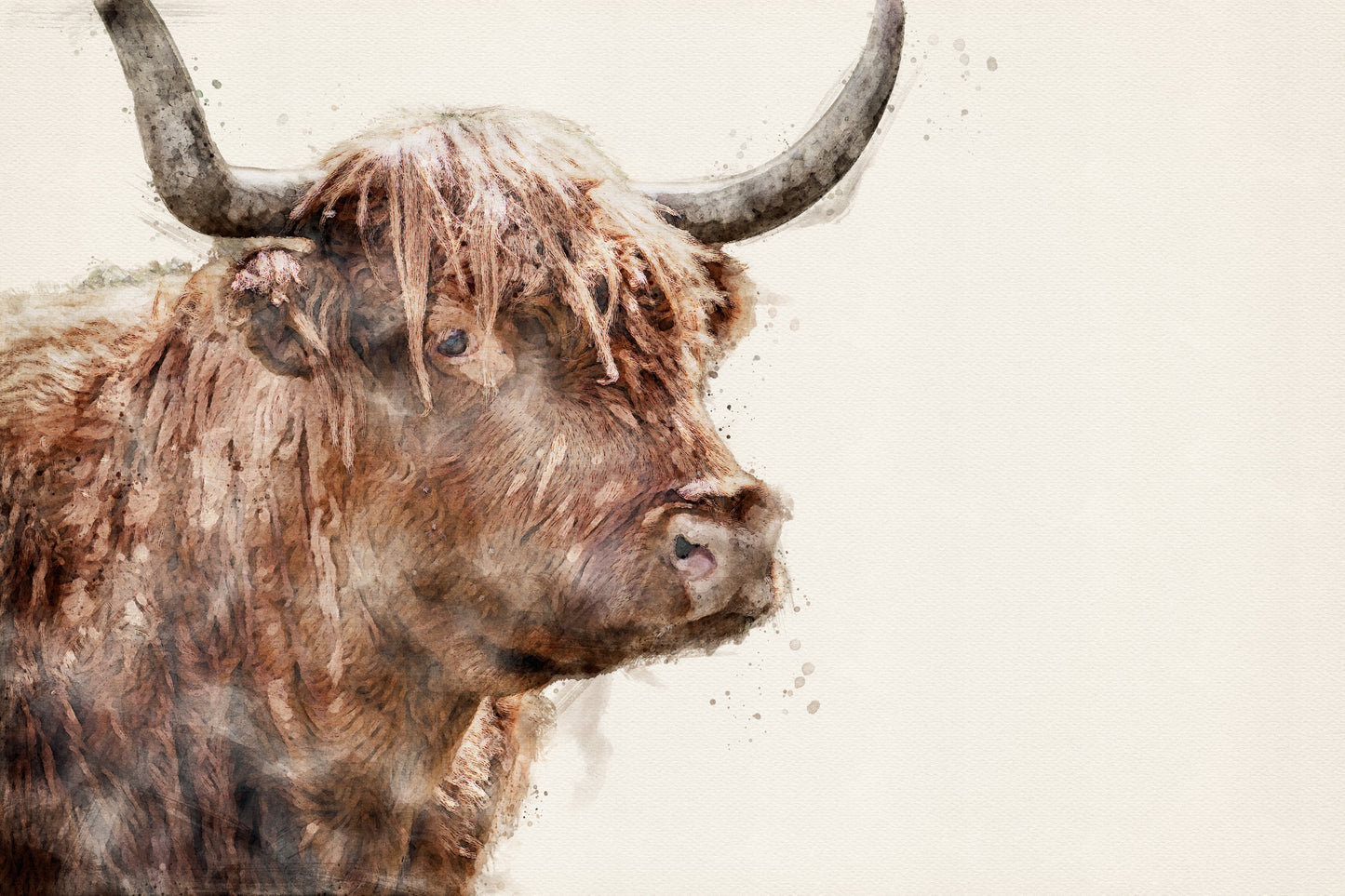 HIGHLAND COW