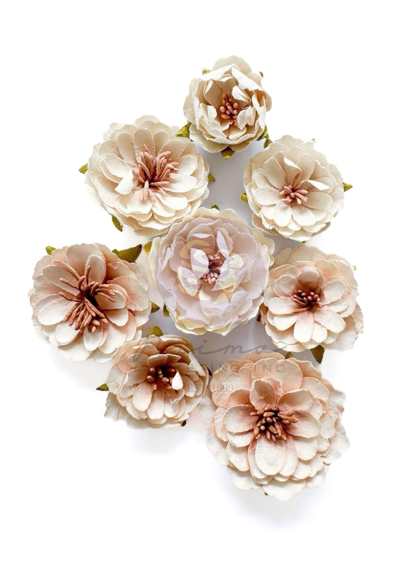 MT FLOWERS- SANDY WALKS (8 PCS)