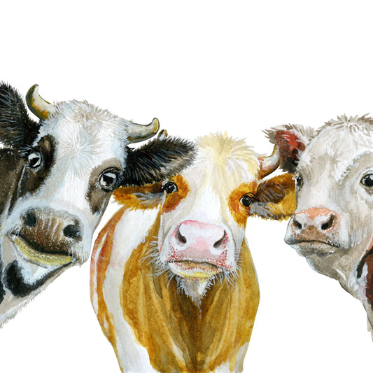 THREE WISE COWS