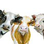 THREE WISE COWS