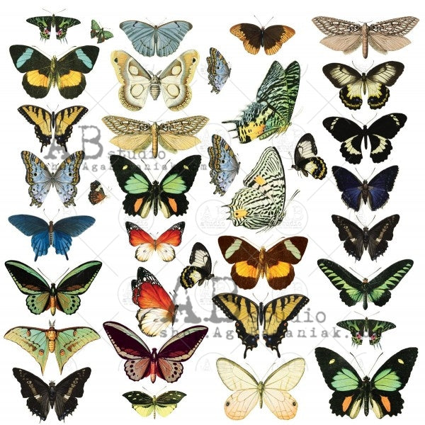 48- AB STUDIO DIE CUTS (30PCS)