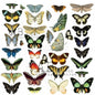 48- AB STUDIO DIE CUTS (30PCS)