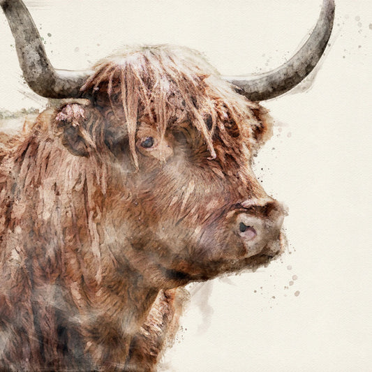 HIGHLAND COW