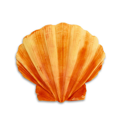 CLAM SHELL