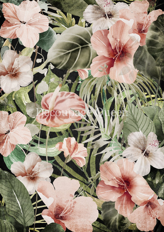 HIBISCUS
