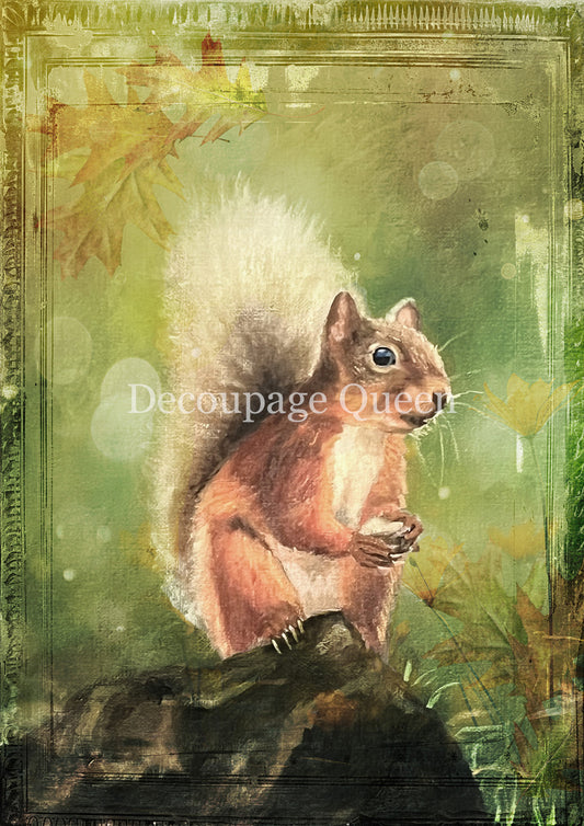 WOODLAND SQUIRREL- FALL 2025 COLLECTION