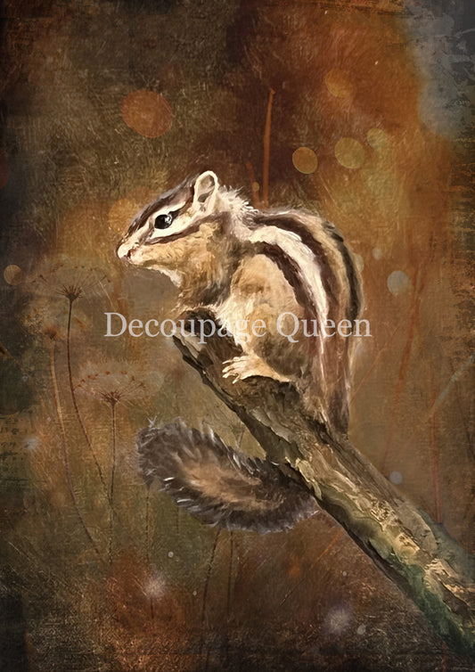 RESTING CHIPMUNK- FALL 2025 COLLECTION