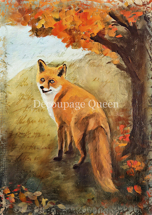 PAINTED FOX- FALL 2025 COLLECTION