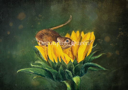 CURIOUS MOUSE- FALL 2025 COLLECTION