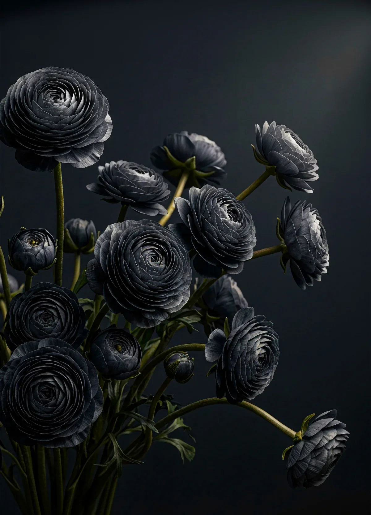 MIDNIGHT RANUNCULUS