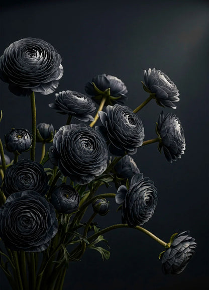 MIDNIGHT RANUNCULUS