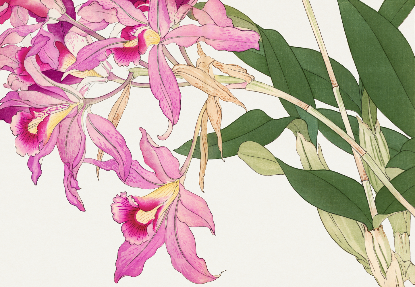 ORCHIDS
