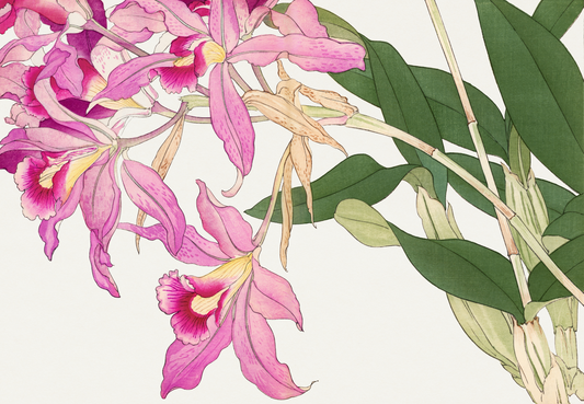 ORCHIDS