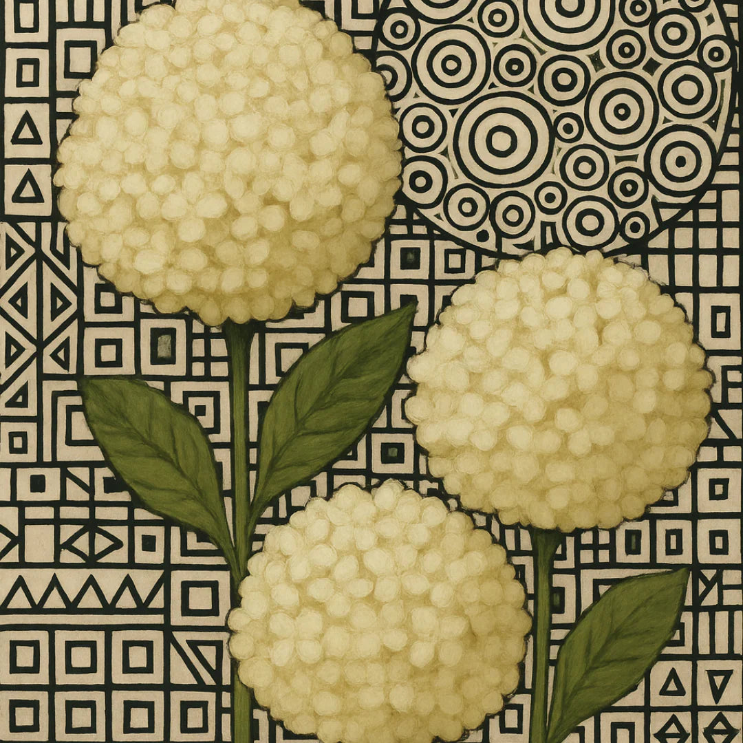WHITE HYDRANGEA