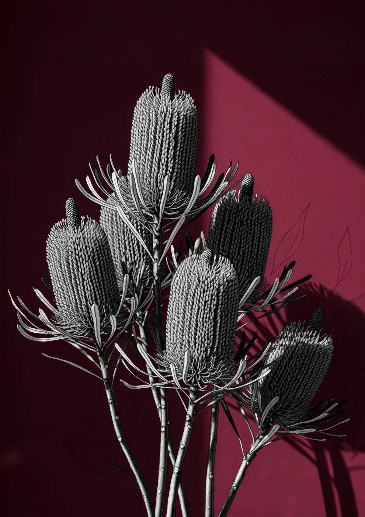 WINE BANKSIA