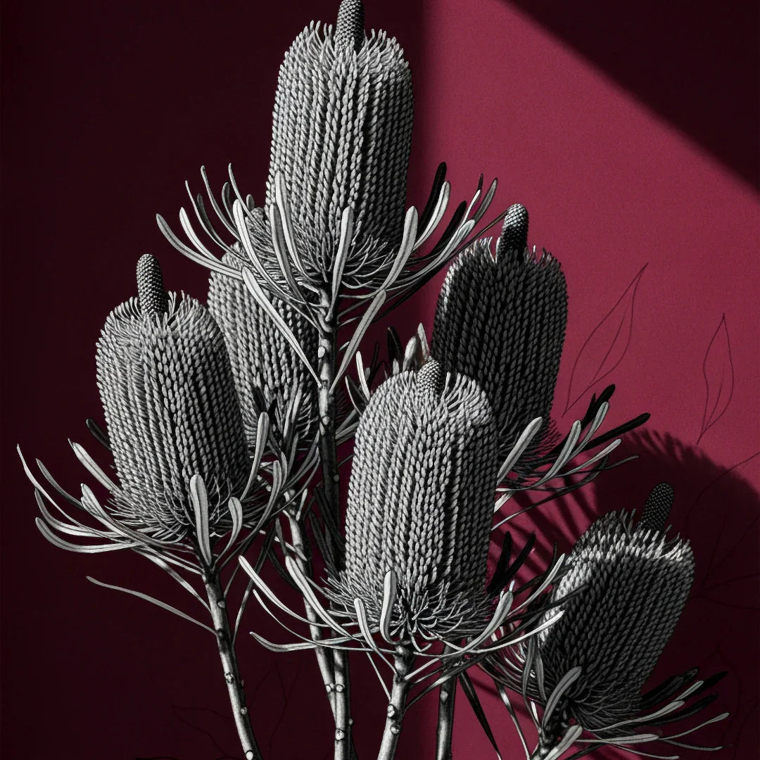 WINE BANKSIA